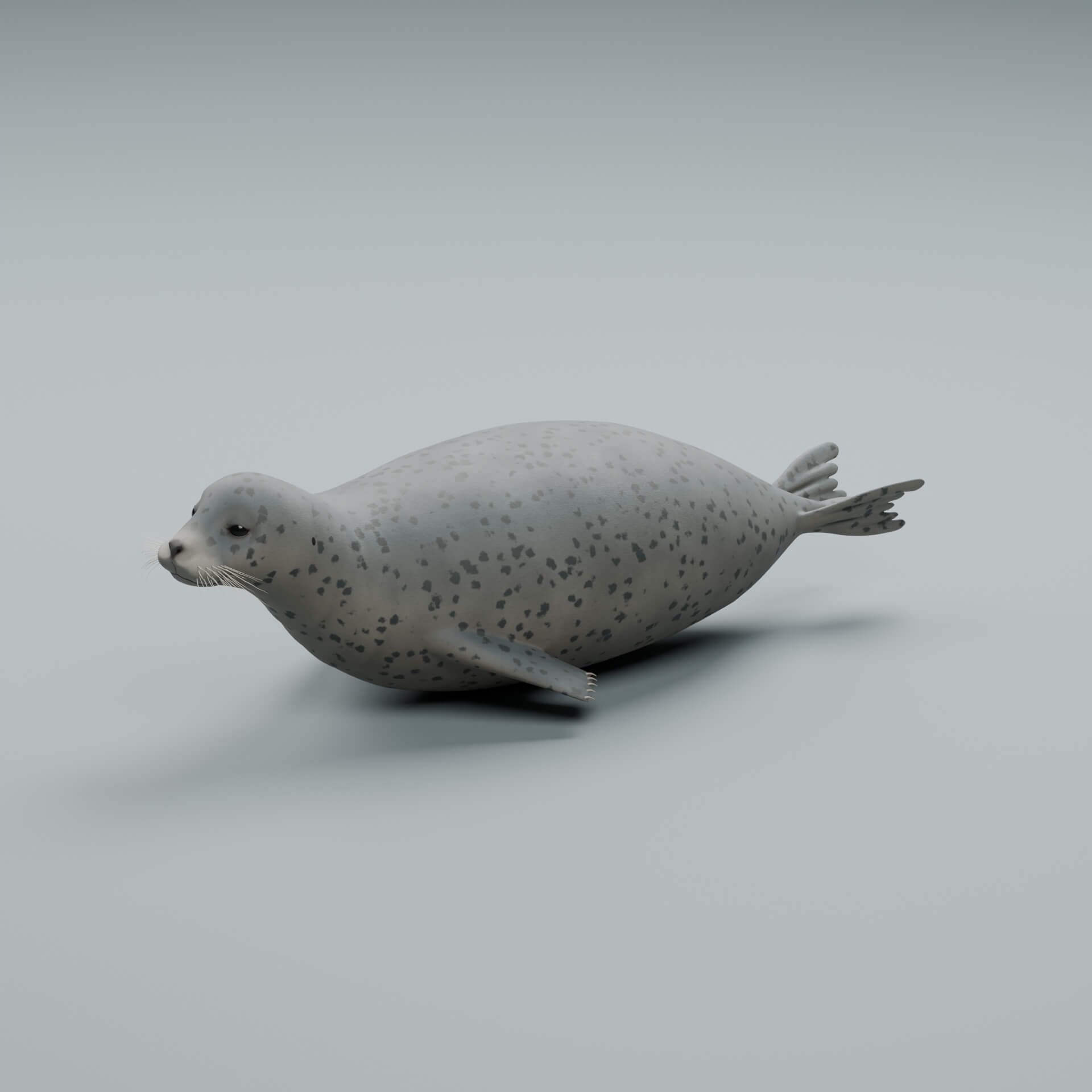 Phoca Vitulina - Rigged 3D Animal 3D Model