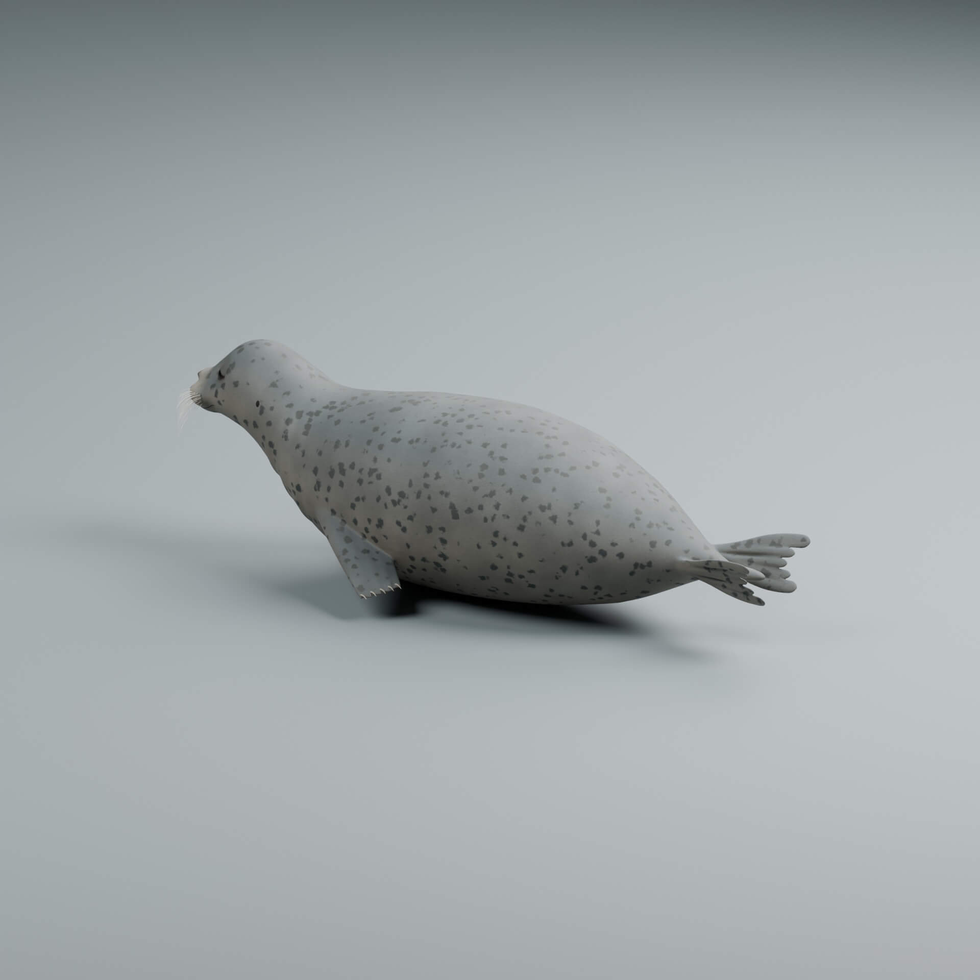 Phoca Vitulina - Rigged 3D Animal 3D Model