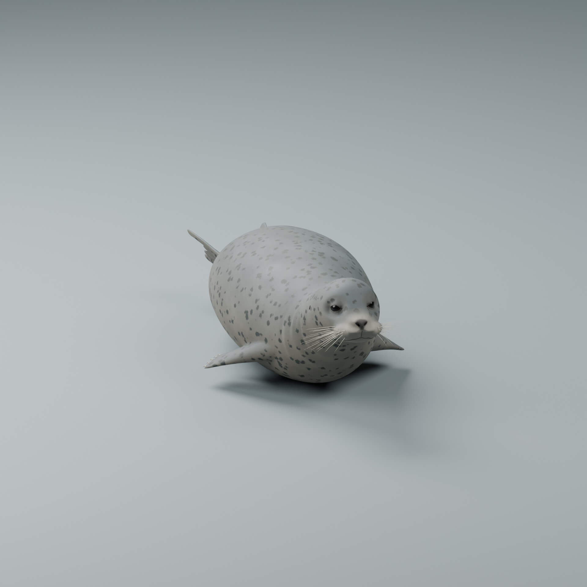 Phoca Vitulina - Rigged 3D Animal 3D Model