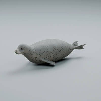 Phoca Vitulina - Rigged 3D Animal