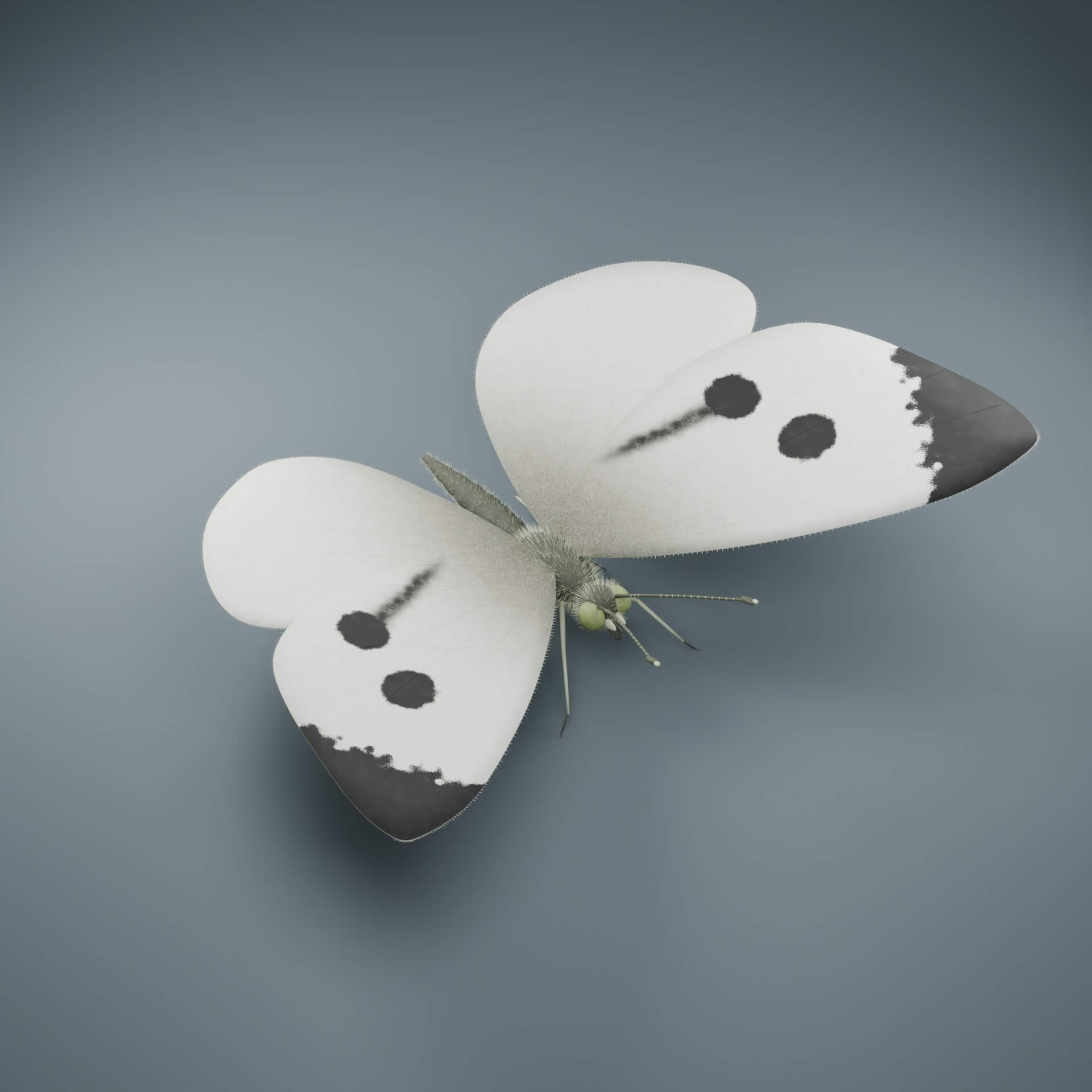 Pieris brassicae - Female - Rigged 3D Animal 3D Model