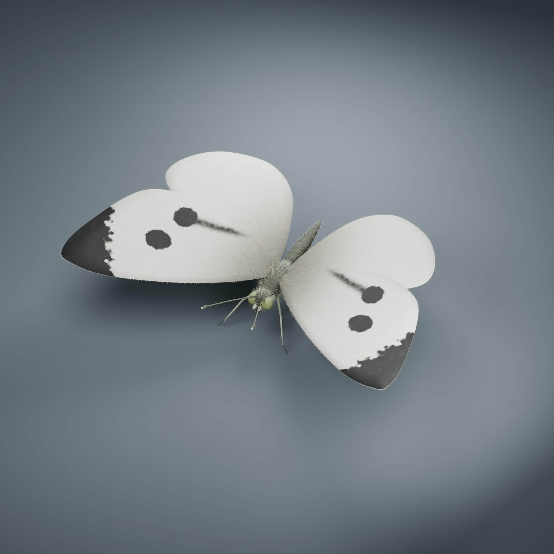 Pieris brassicae - Female - Rigged 3D Animal 3D Model