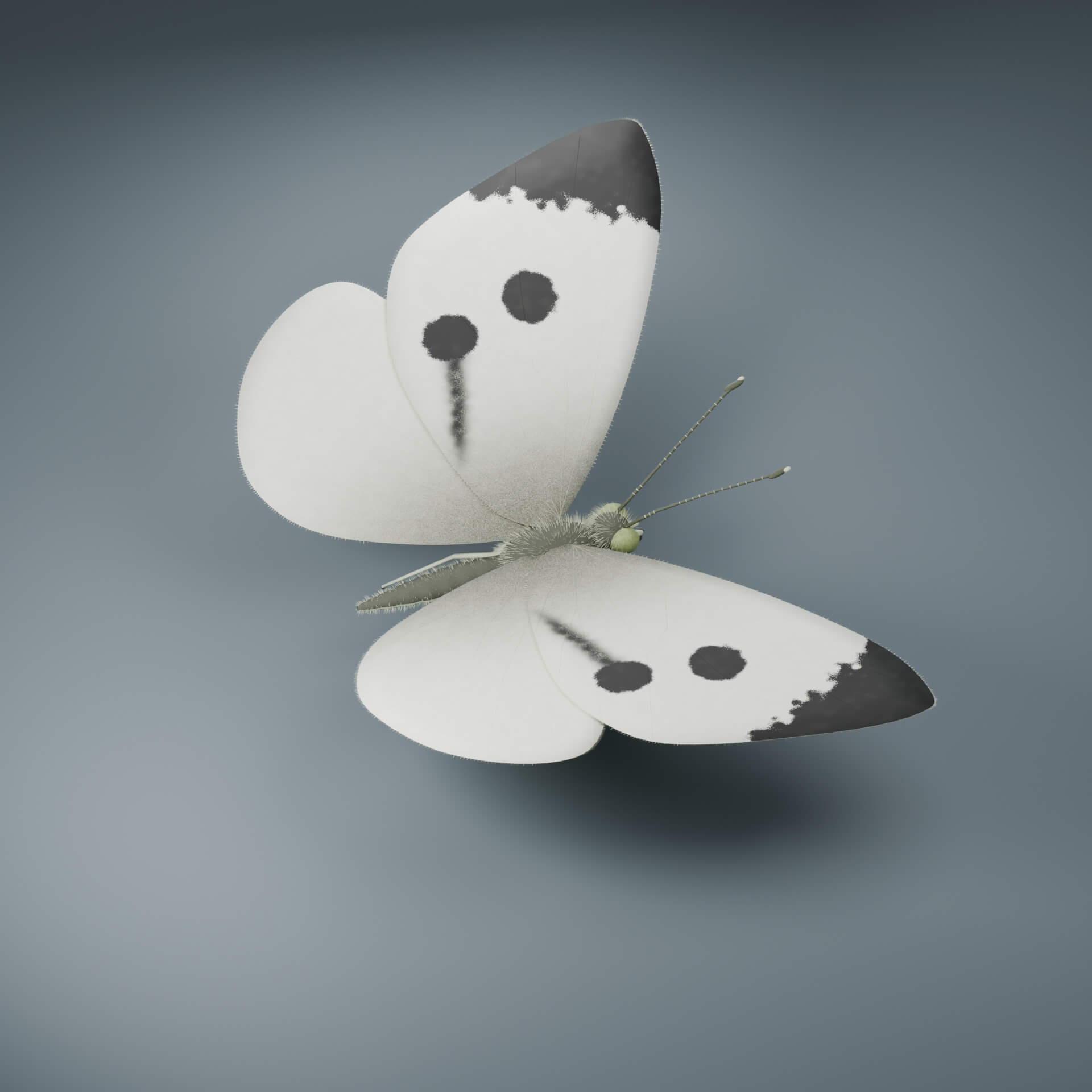 Pieris brassicae - Female - Rigged 3D Animal 3D Model