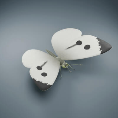 Pieris brassicae - Female - Rigged 3D Animal