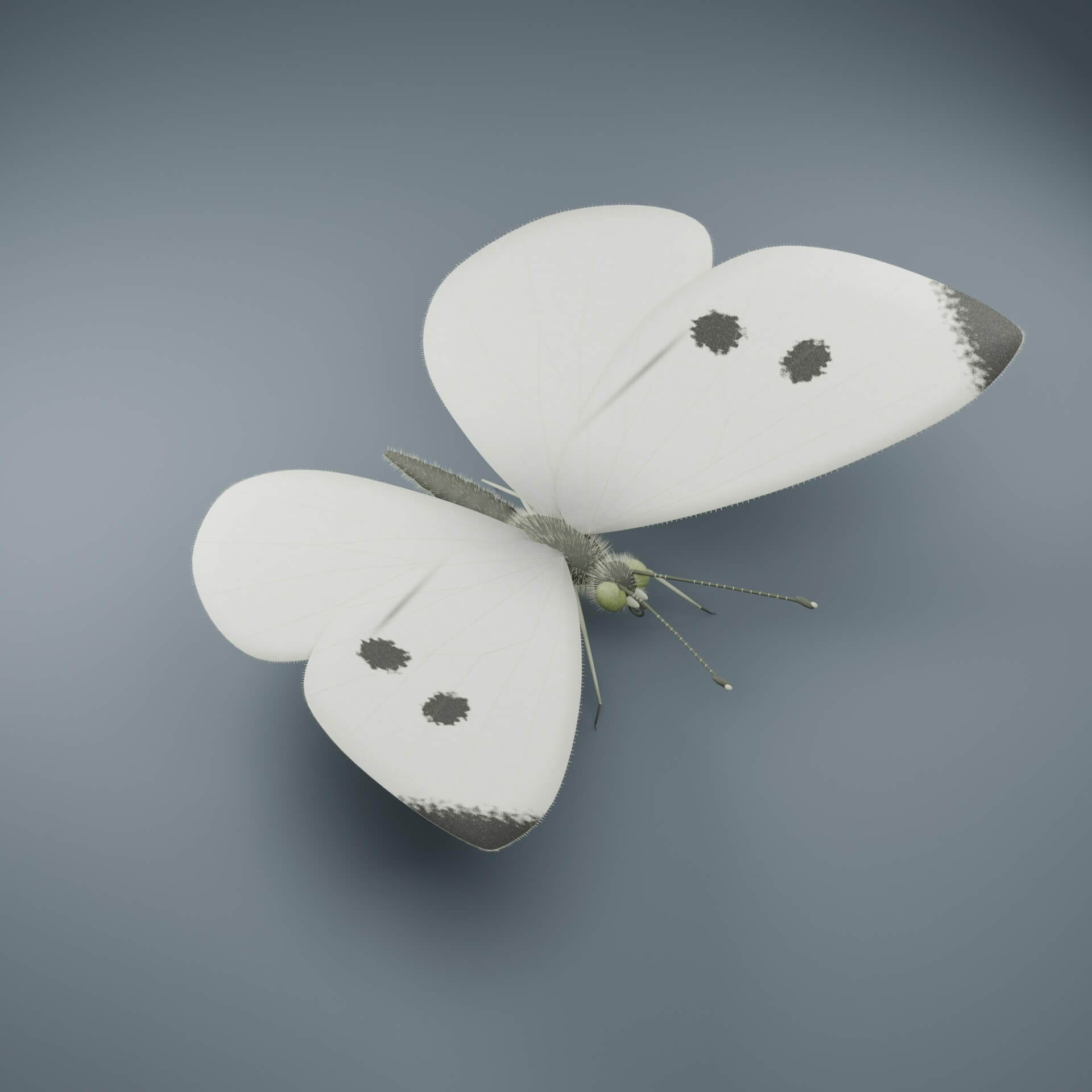 Pieris rapae - Female - Rigged 3D Animal 3D Model