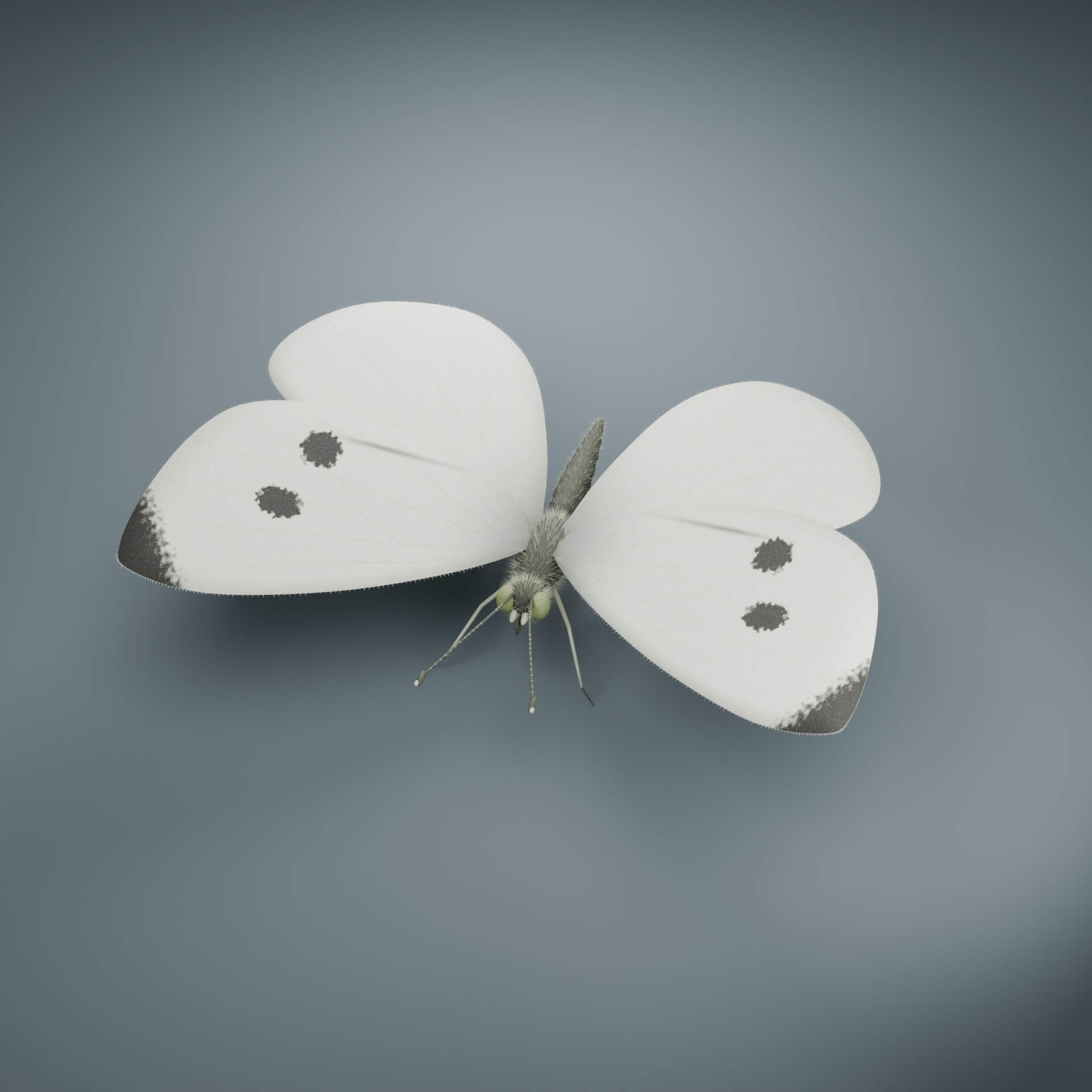 Pieris rapae - Female - Rigged 3D Animal 3D Model