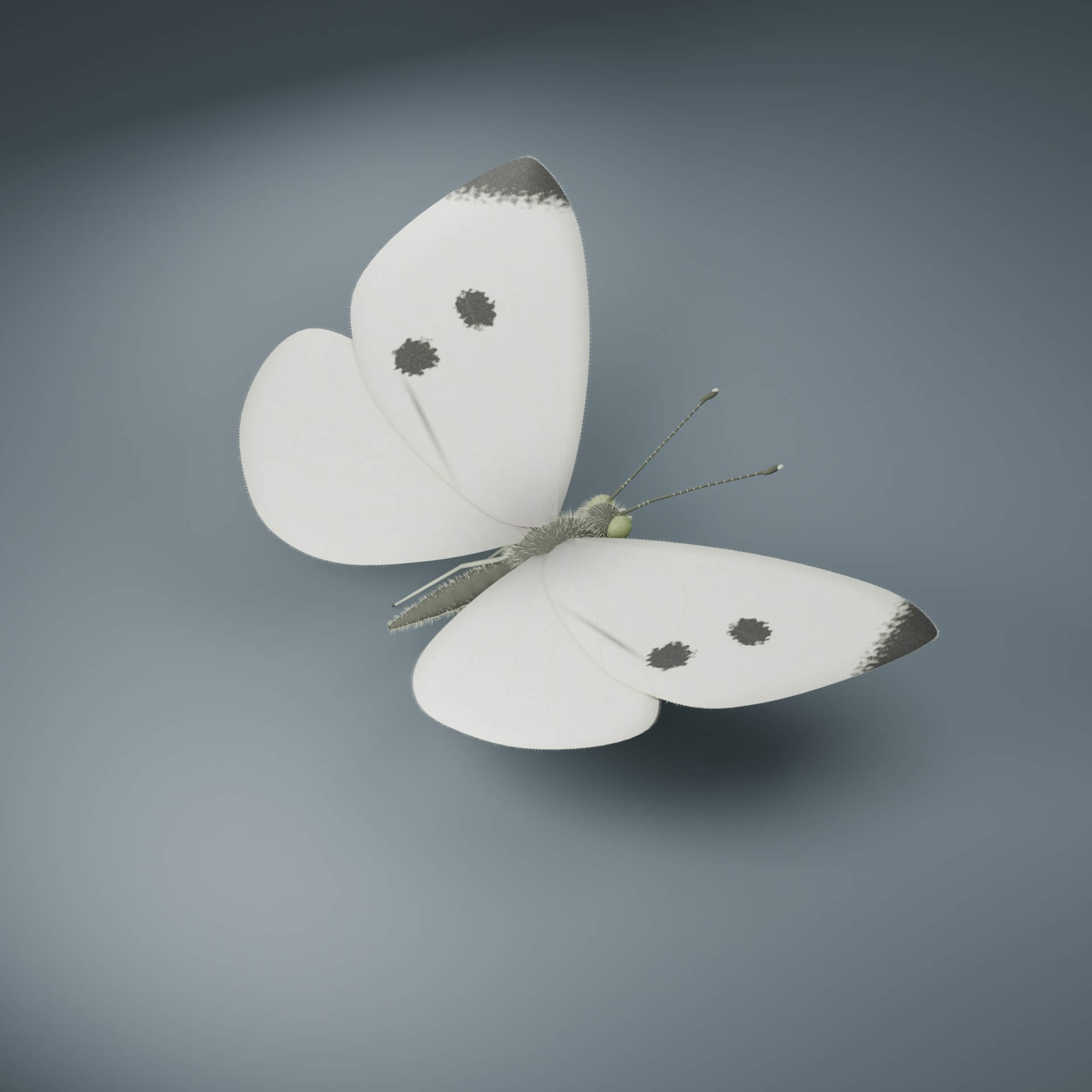 Pieris rapae - Female - Rigged 3D Animal 3D Model
