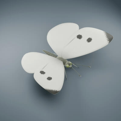 Pieris rapae - Female - Rigged 3D Animal