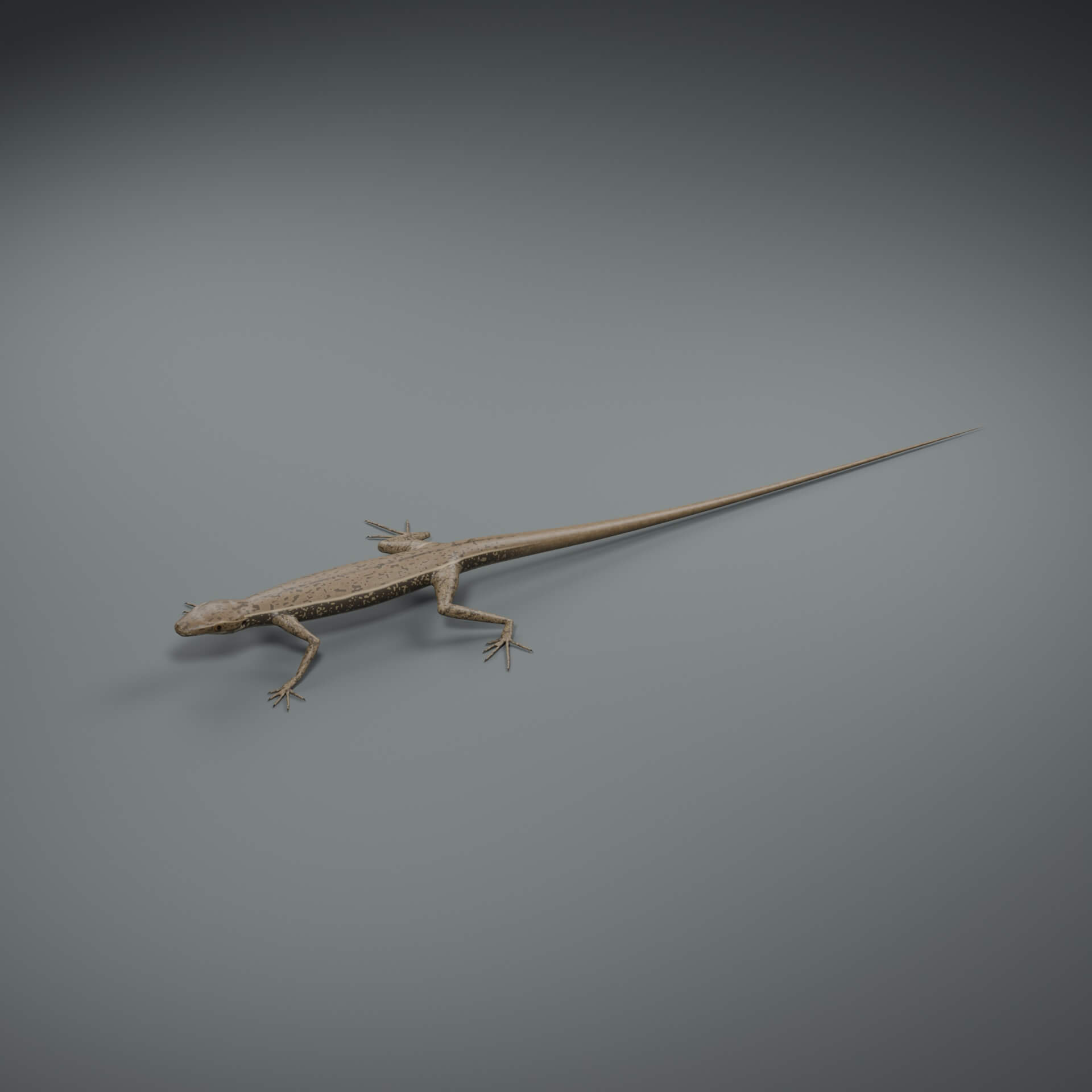 Podarcis muralis - Rigged 3D Animal 3D Model
