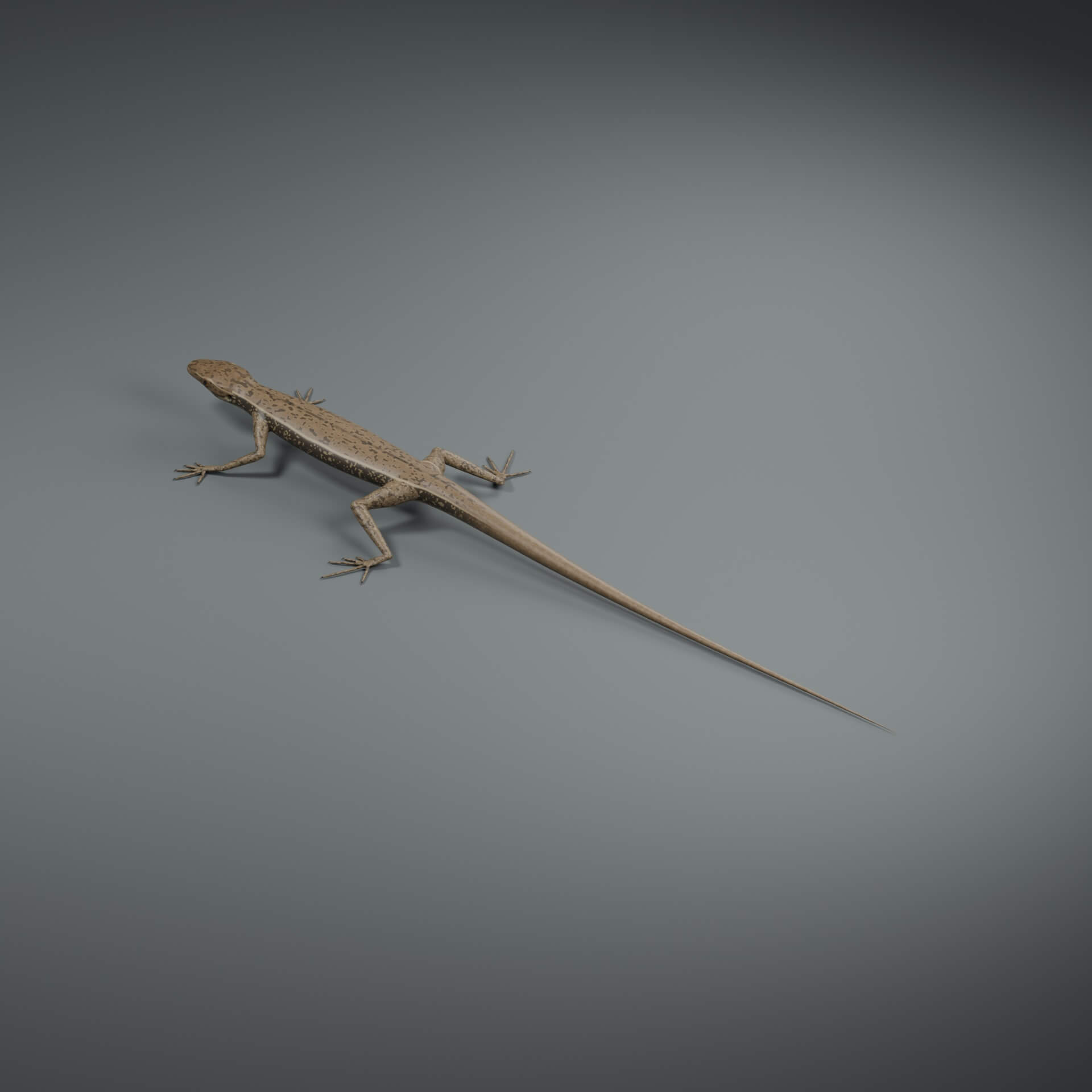 Podarcis muralis - Rigged 3D Animal 3D Model