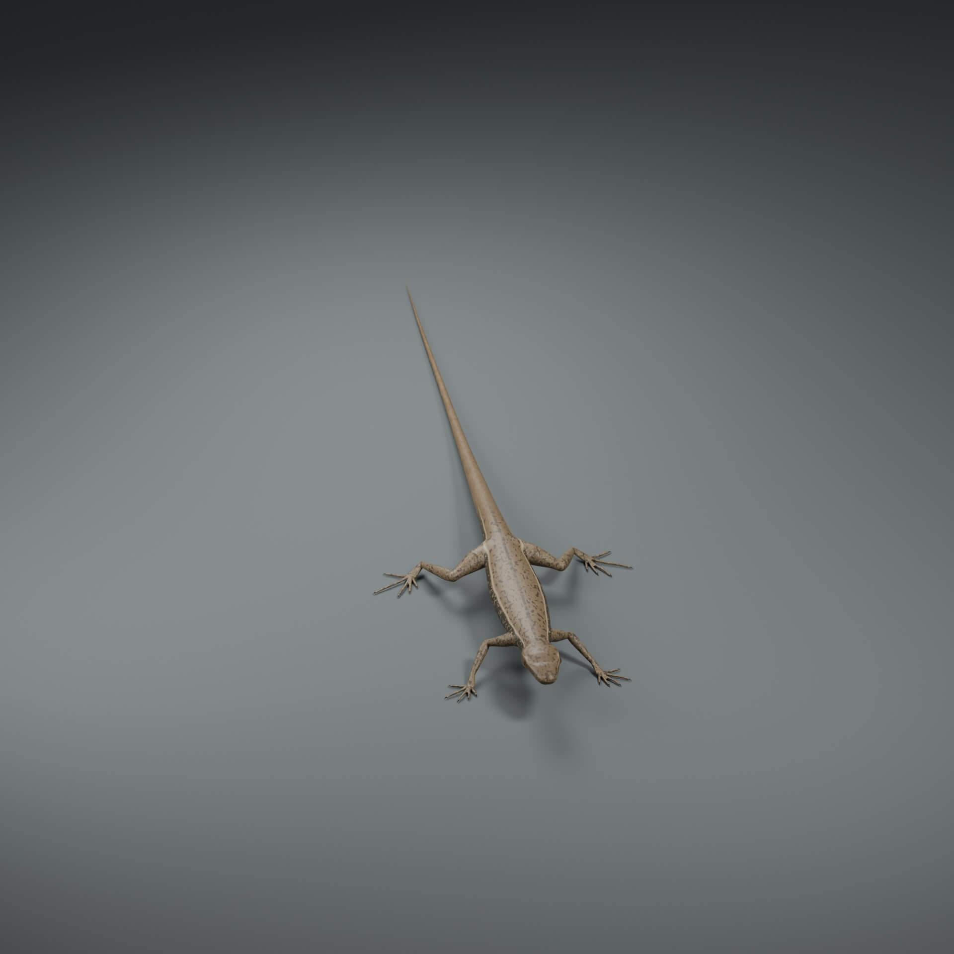 Podarcis muralis - Rigged 3D Animal 3D Model