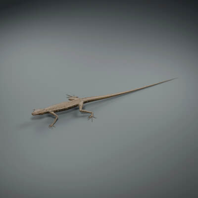 Podarcis muralis - Rigged 3D Animal