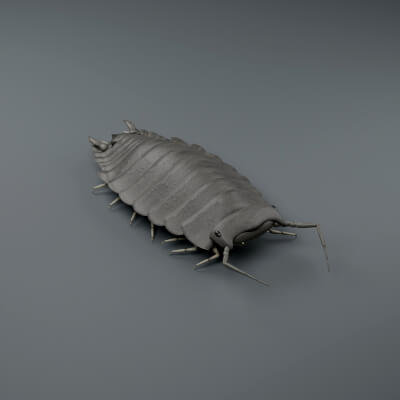 Porcellio Scaber - Rigged 3D Animal
