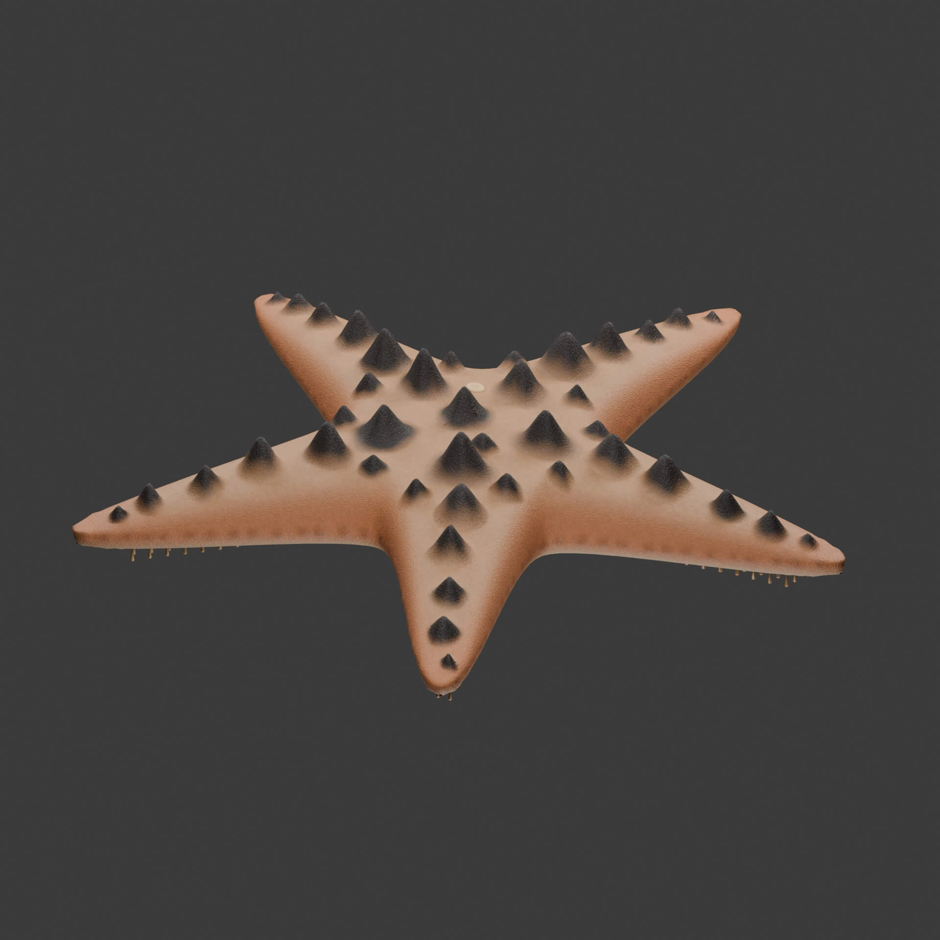 Protoreaster Nodosus - Rigged 3D Animal 3D Model
