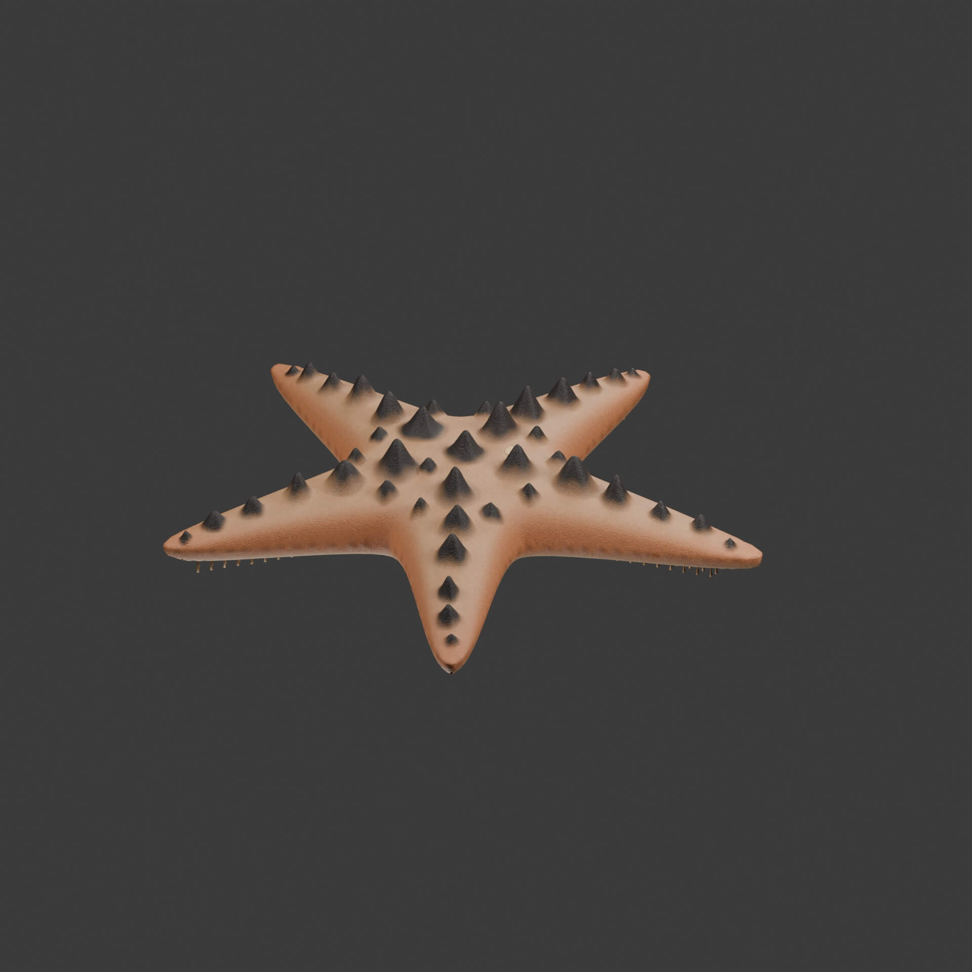 Protoreaster Nodosus - Rigged 3D Animal 3D Model