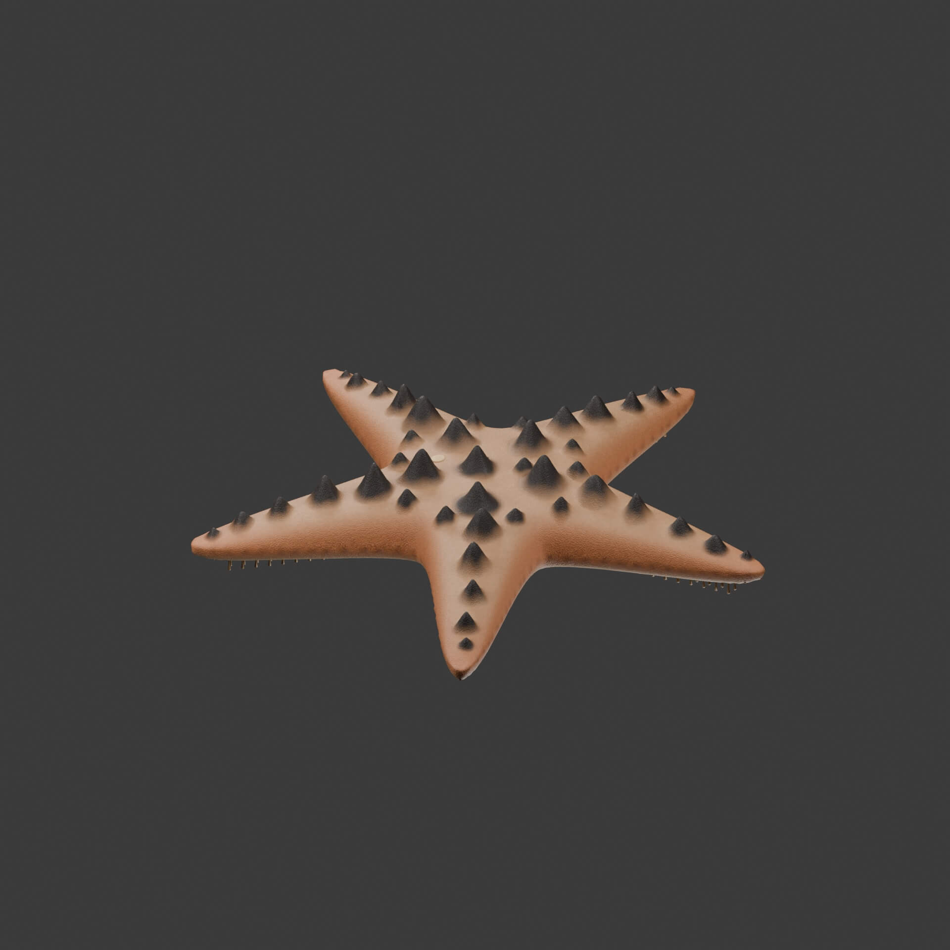 Protoreaster Nodosus - Rigged 3D Animal 3D Model