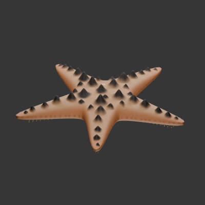 Protoreaster Nodosus - Rigged 3D Animal