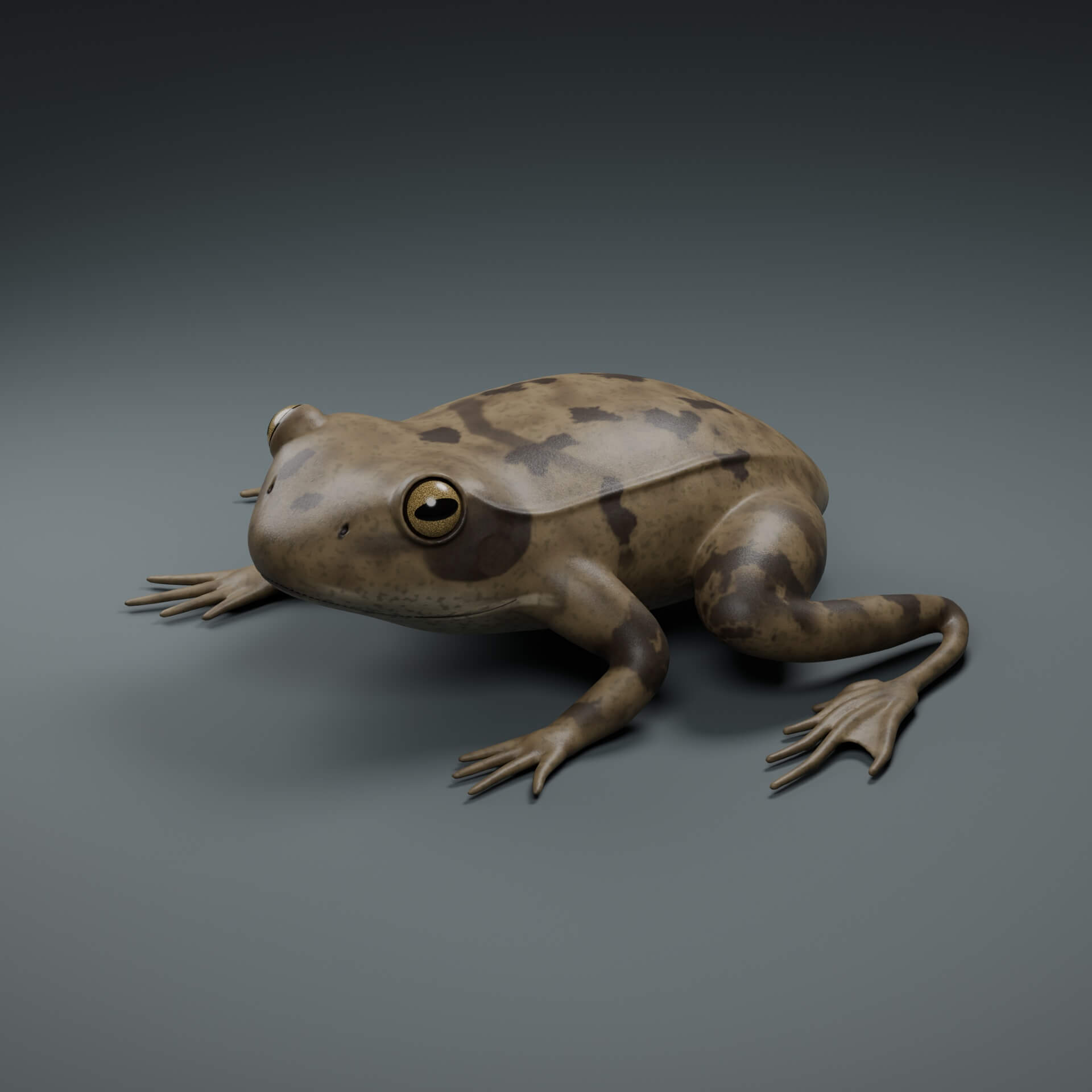Rana temporaria - Rigged 3D Animal 3D Model