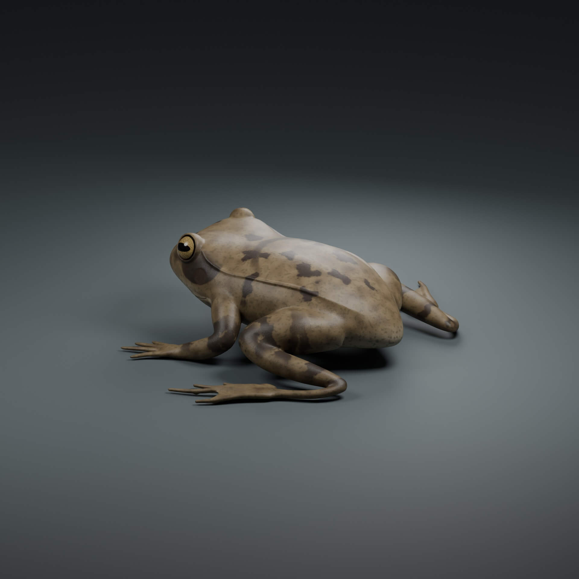 Rana temporaria - Rigged 3D Animal 3D Model