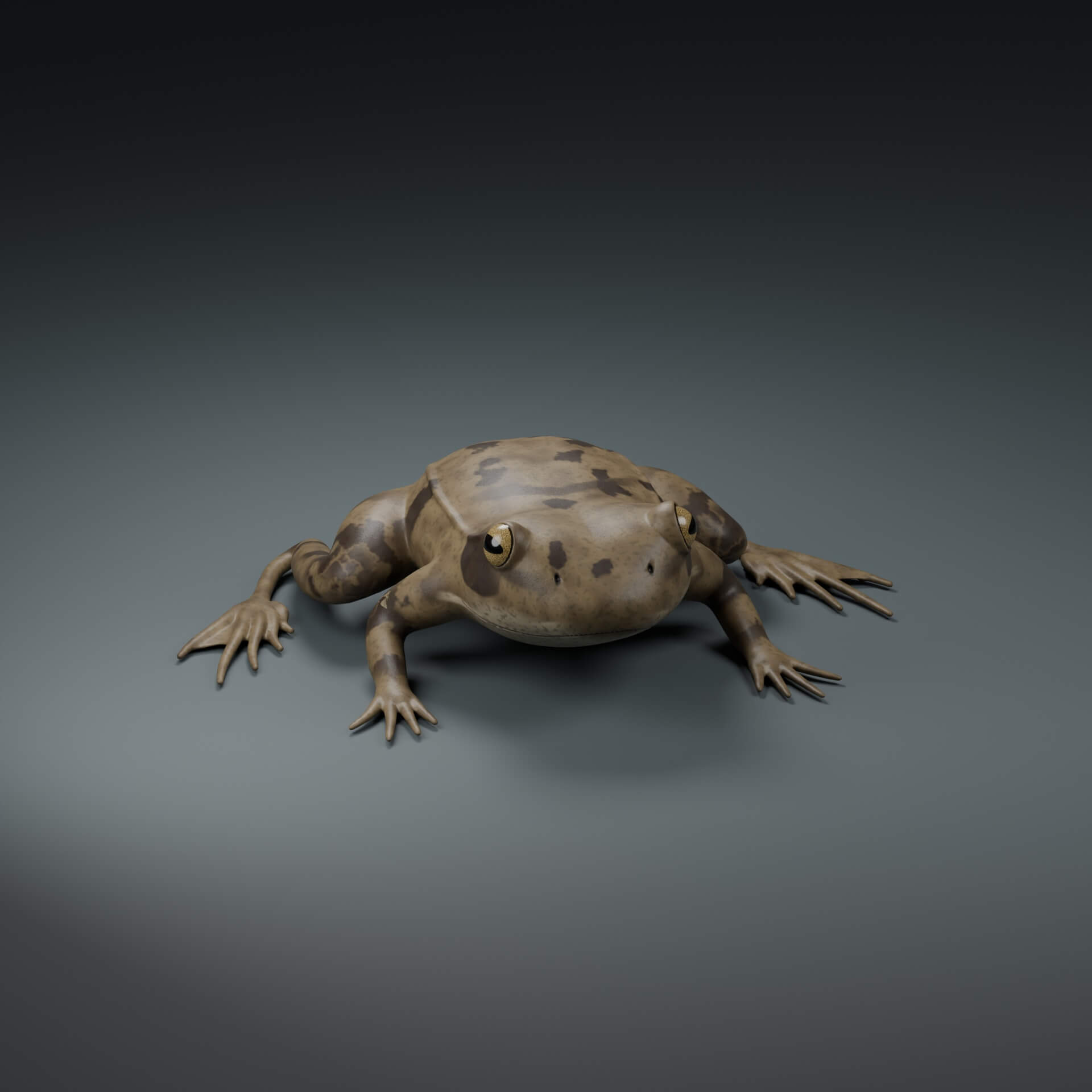 Rana temporaria - Rigged 3D Animal 3D Model