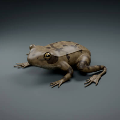 Rana temporaria - Rigged 3D Animal