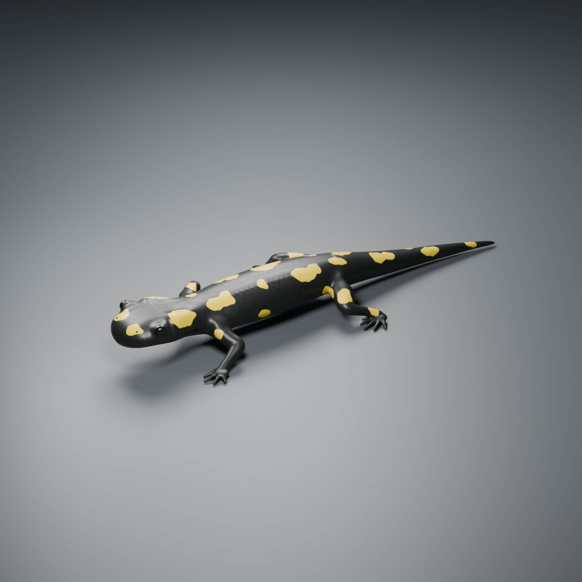 Salamandra Salamandra - Rigged 3D Animal 3D Model