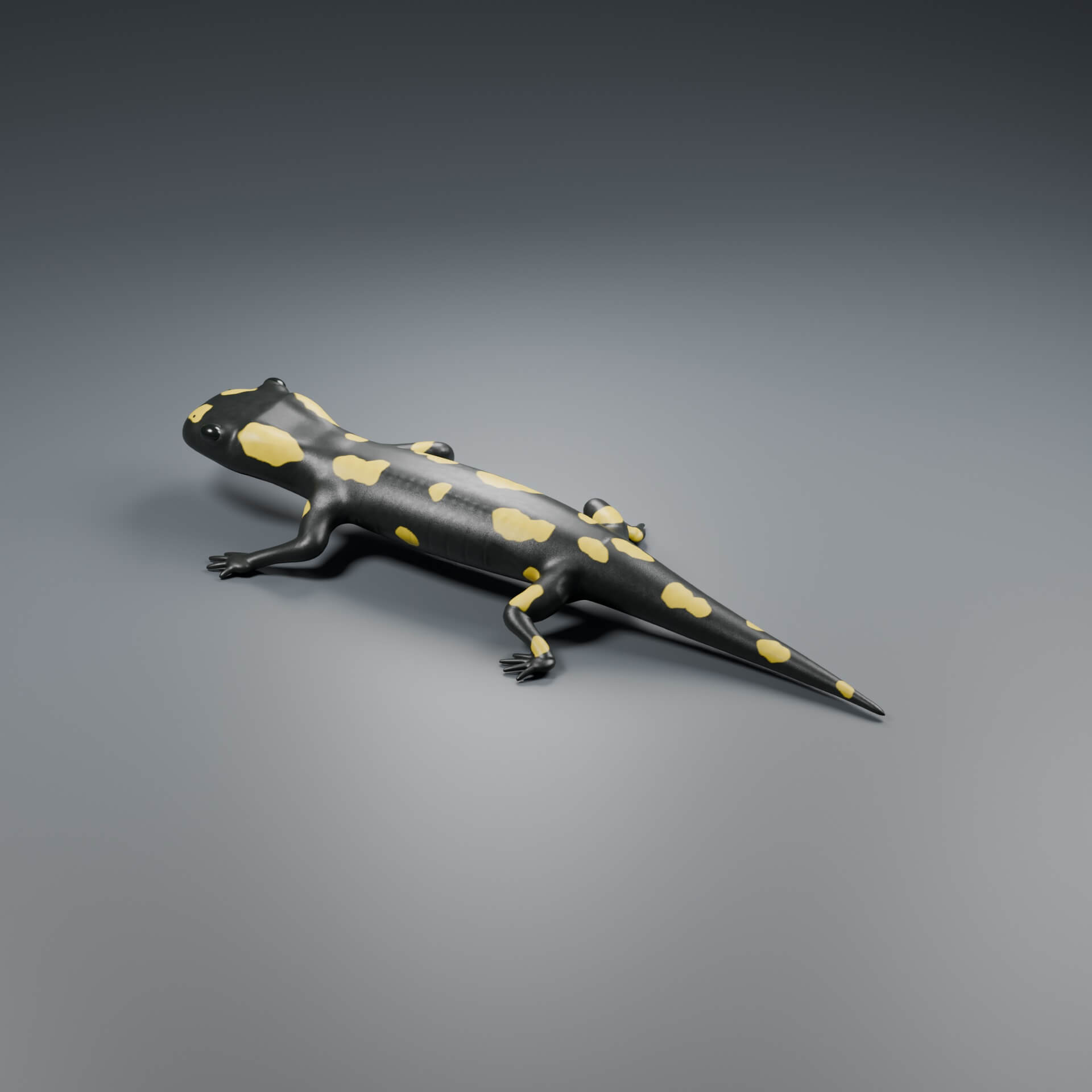 Salamandra Salamandra - Rigged 3D Animal 3D Model