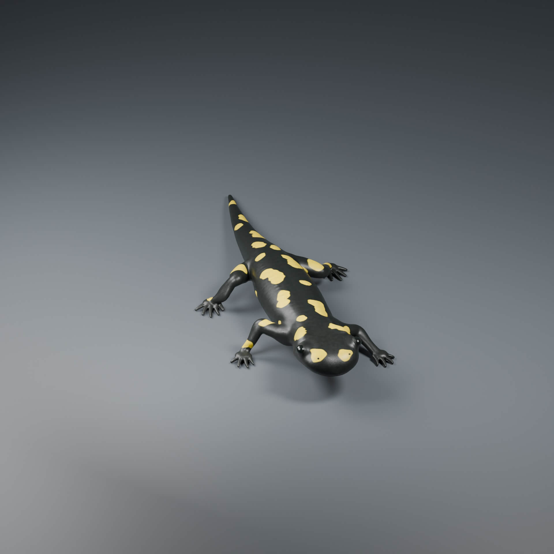 Salamandra Salamandra - Rigged 3D Animal 3D Model