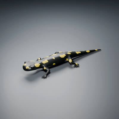 Salamandra Salamandra - Rigged 3D Animal
