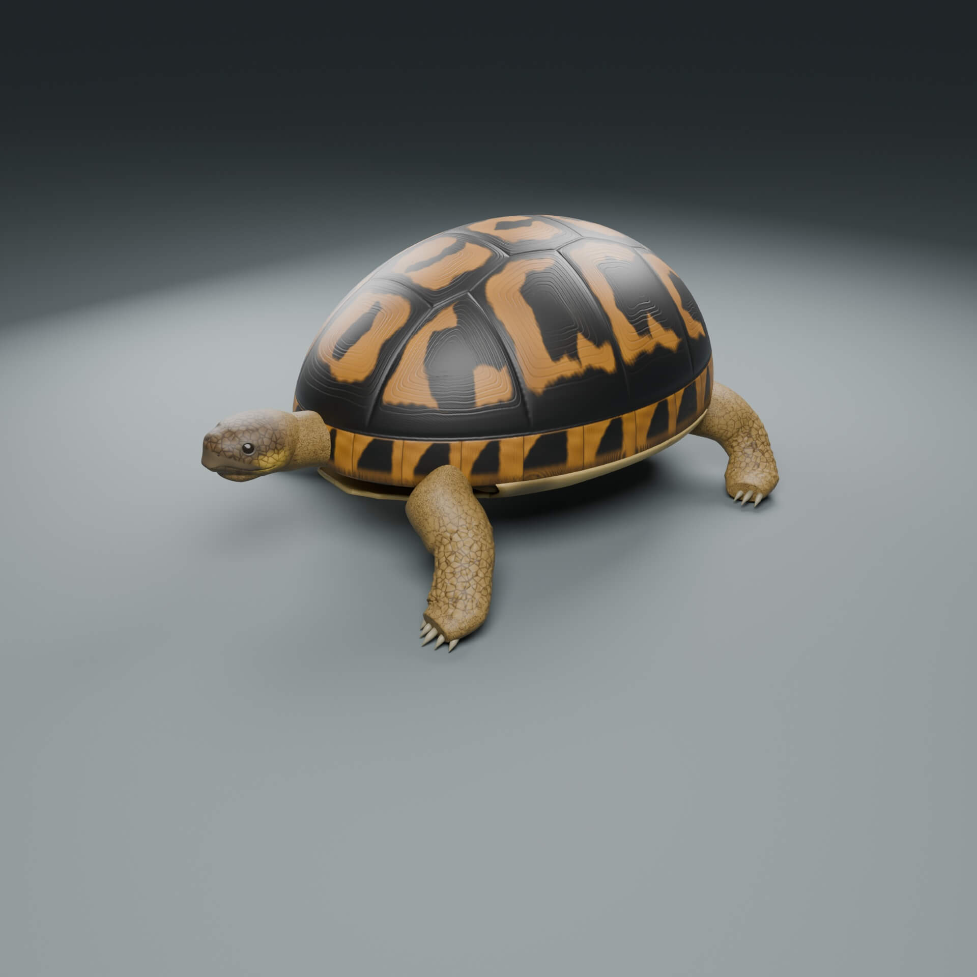 Testudo hermanni - Female - Rigged 3D Animal 3D Model