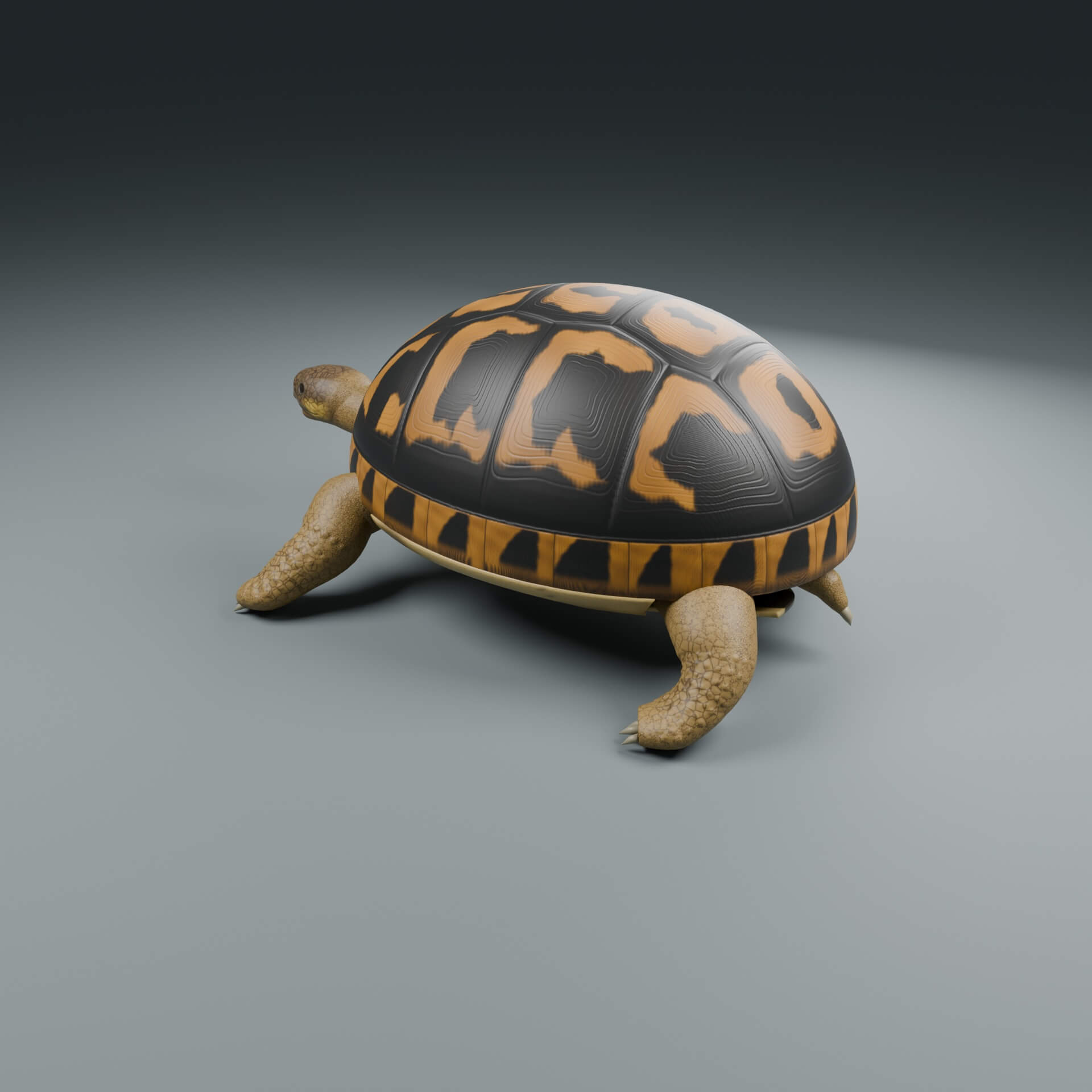 Testudo hermanni - Female - Rigged 3D Animal 3D Model