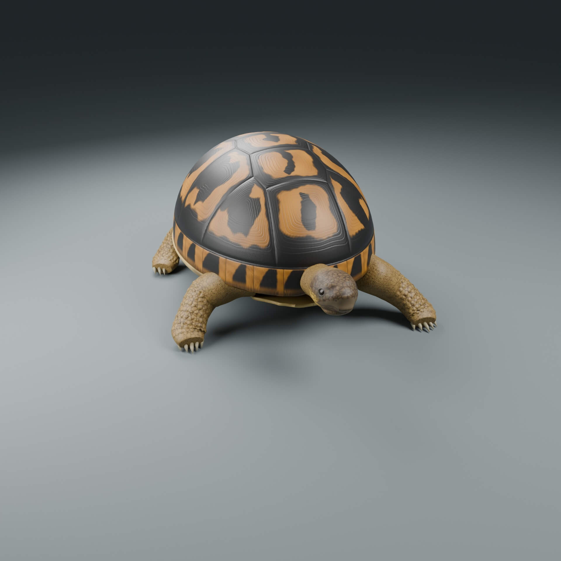 Testudo hermanni - Female - Rigged 3D Animal 3D Model