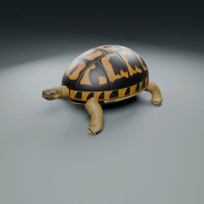 Testudo hermanni - Female - Rigged 3D Animal