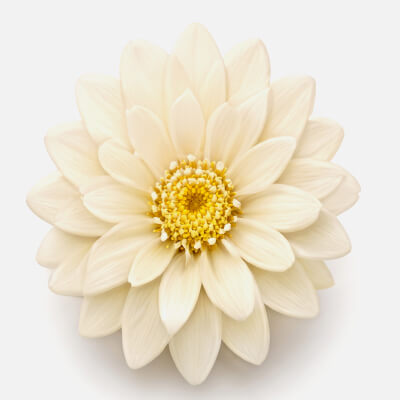 Elegant Calendula Blossom