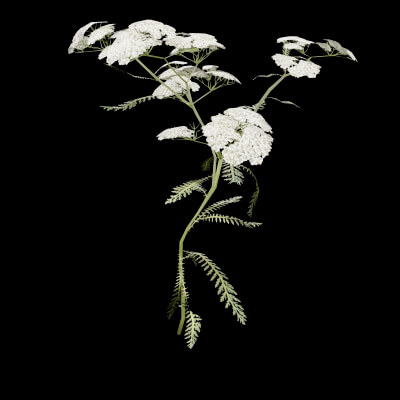 Achillea Millefolium Plant