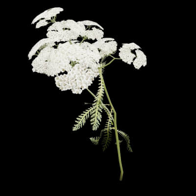 Achillea Millefolium Plant