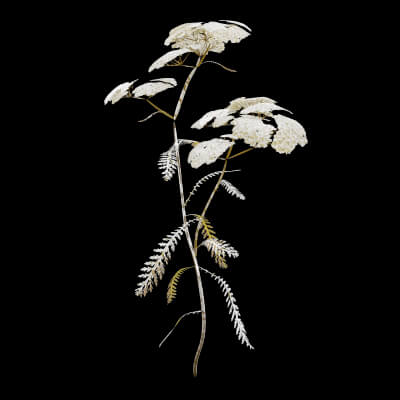 Achillea Millefolium Snow