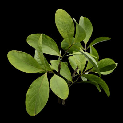 Bush European Spindle Plant