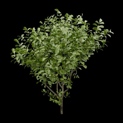 Bush European Spindle Plant