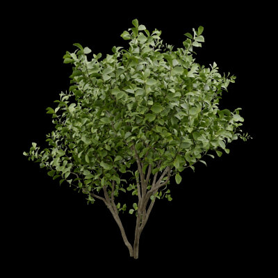 Bush European Spindle Plant