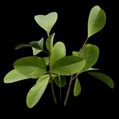 Bush European Spindle Plant