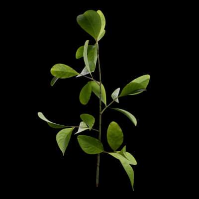Bush European Spindle Plant