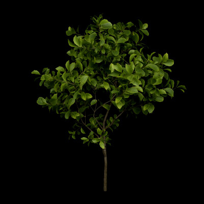 Bush European Spindle Plant