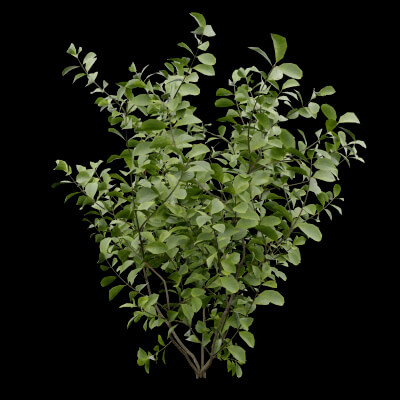 Bush European Spindle Plant