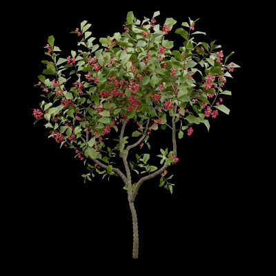 Bush European Spindle Plant