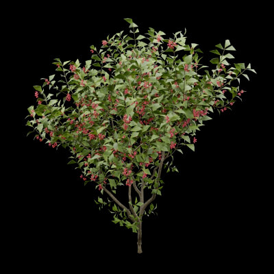 Bush European Spindle Plant