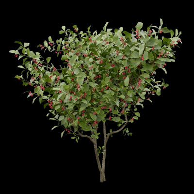 Bush European Spindle Plant
