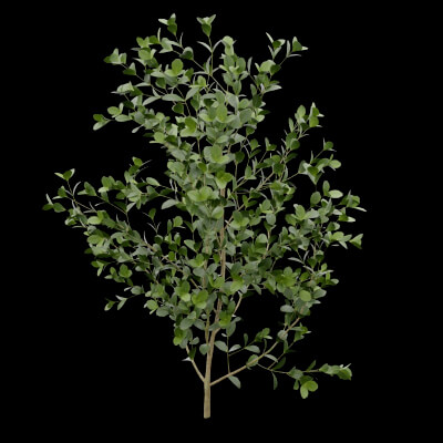 Buxus Sempervirens Plant