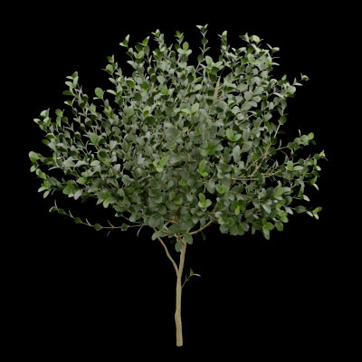Buxus Sempervirens Plant