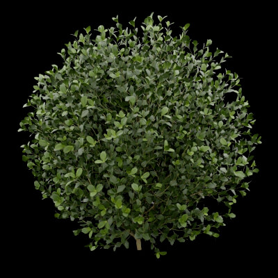Buxus Sempervirens Plant